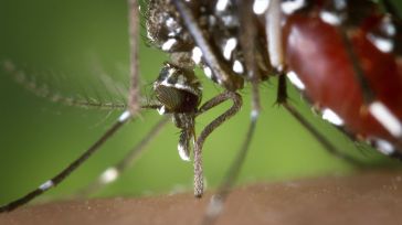 ¿Pueden los mosquitos transmitir la Covid-19?