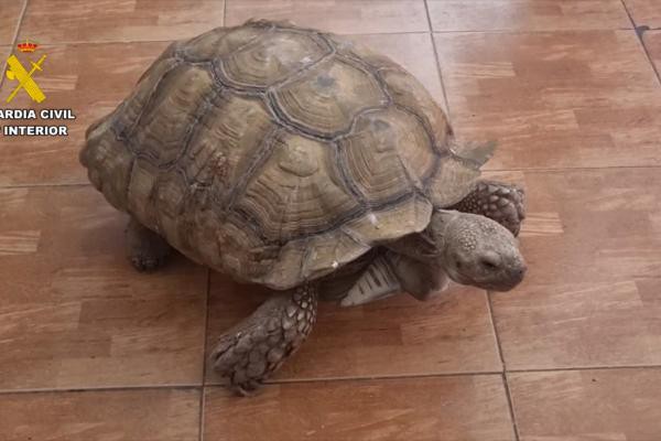 Desmantelan red internacional de tráfico de fauna protegida