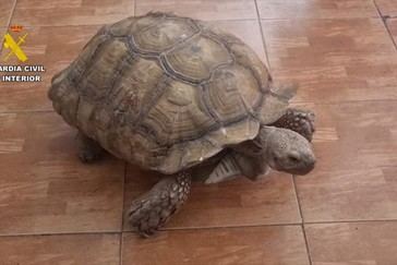 Desmantelan red internacional de tráfico de fauna protegida