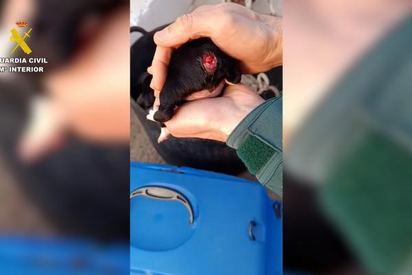 Detenido por mutilar colas de cachorros en Tortosa