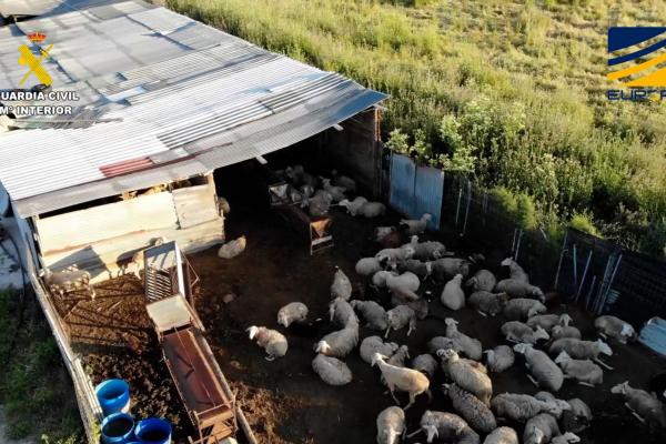 Desmantelan red de venta ilegal de carne sin control sanitario