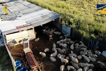 Desmantelan red de venta ilegal de carne sin control sanitario