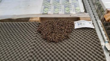 Evacúan una tienda por un enjambre con más de 3.000 abejas