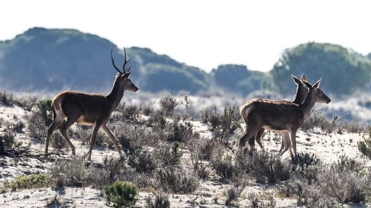 El Tribunal de Justicia de la UE cree que España infringe la legislación europea en Doñana