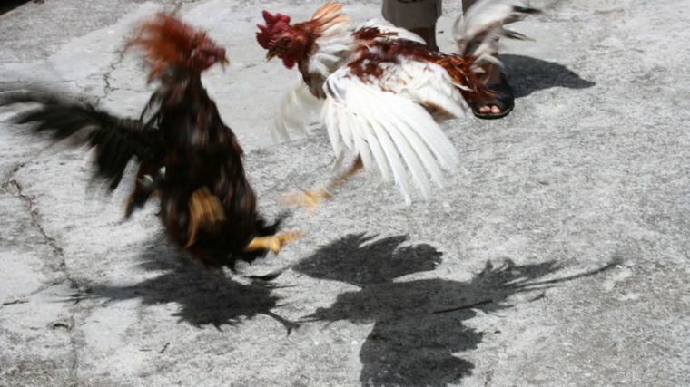 Operación 'Gladiador': Peleas de gallos con menores como testigos jaleando a los animales hasta la muerte