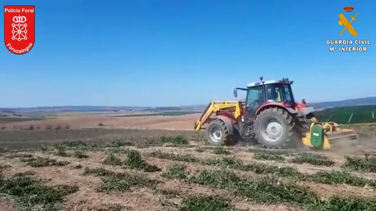 Guardia Civil y Policía Foral: Desmantelado el mayor cultivo de marihuana de Europa