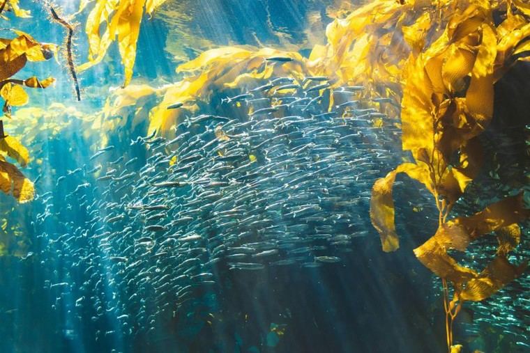 El BEI apoya el nuevo Protocolo de Inversión Oceánica de la ONU para una economía sostenible