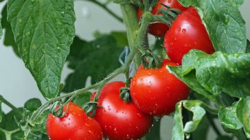 En defensa del tomate español frente a la competencia desleal de Turquía y Marruecos