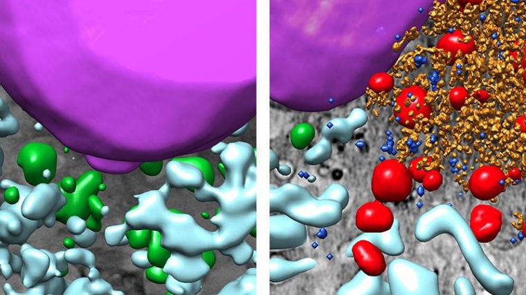 Imágenes en 3D de célula control (izq.) y célula infectada con SARS-CoV-2.  Autor: CNB-CSIC