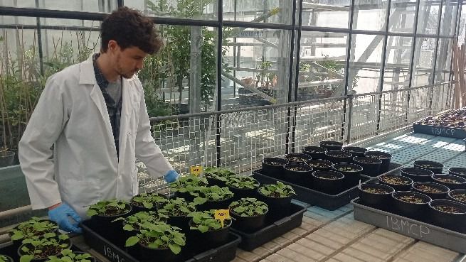 Ciencia española: Crean nanopartículas contra el SARS-CoV-2 usando plantas