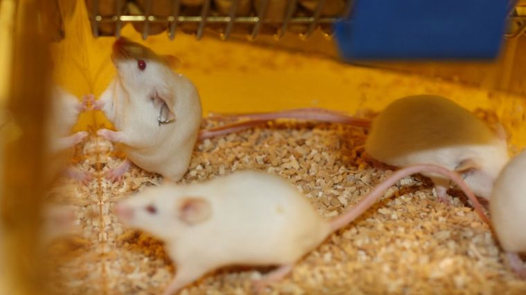 La ciencia española vuelve a despuntar al descubrir una proteína que determina la esperanza de vida