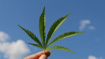 Sanidad inicia el trámite para regular el cannabis medicinal pero deja fuera los cogollos de marihuana