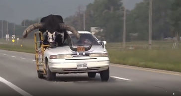 Sorprendido viajando con un gran toro de copiloto