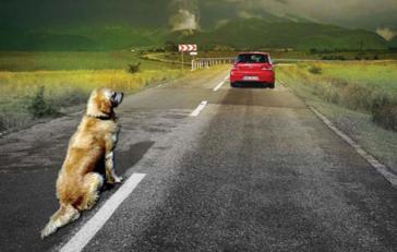 Los turistas franceses abandonan a sus mascotas al borde de la carretera