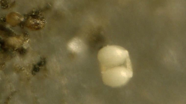 Extrañas biomasas caen del cielo en Florida y son analizadas bajo microscopio