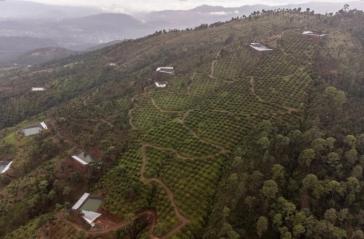 Las demandas de EE. UU. con el aguacate está acabando con los bosques mexicanos