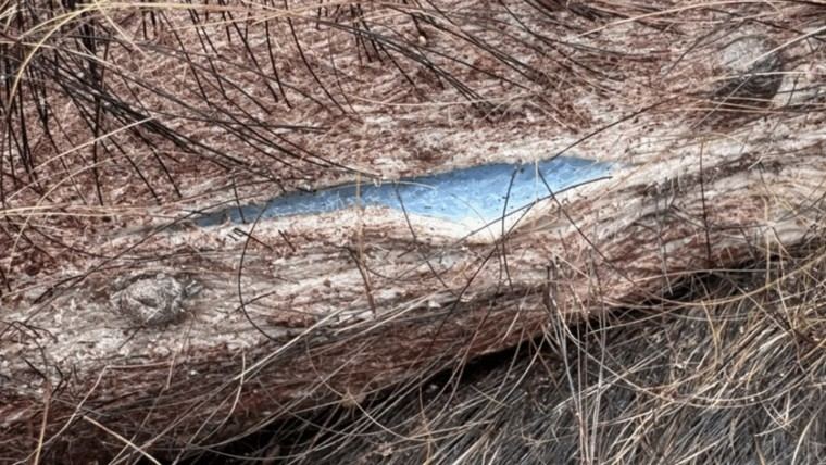 Cerdos salvajes en California presentan carne azul neón por envenenamiento