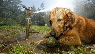 Veterinarios advierten sobre el riesgo de golpes de calor en mascotas por altas temperaturas en Europa