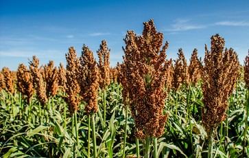Sorgo antiguo muestra promesas en la lucha contra el Alzheimer en estudios de laboratorio