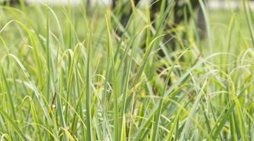 Lemongrass Shows Promise as a Natural Cancer Treatment in Studies