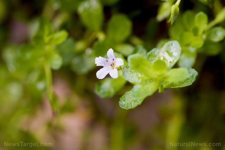 Bacopa monnieri mejora la memoria y reduce la ansiedad, según un nuevo estudio