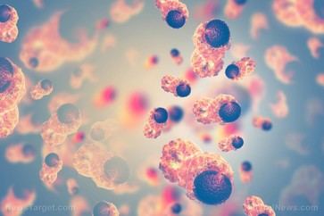 Nutrientes vegetales podrían potenciar la lucha contra el cáncer al fortalecer las células inmunitarias