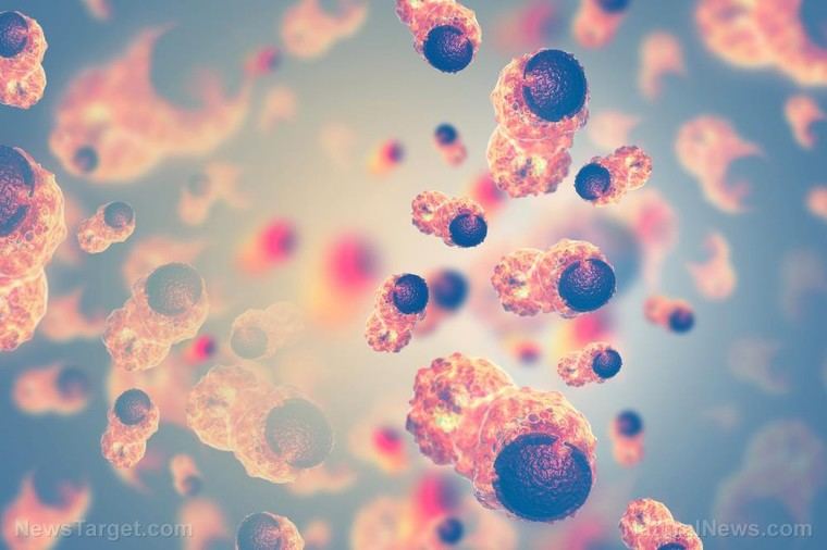 Nutrientes vegetales podrían potenciar la lucha contra el cáncer al fortalecer las células inmunitarias