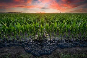 La traición del biosludge: las tierras agrícolas de EE. UU. se convierten en vertederos de desechos