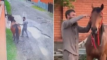 Caballo regresa a su dueño tras un año de separación
