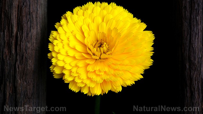 Calendula: La flor milenaria que revoluciona la medicina moderna