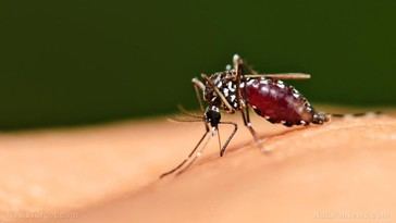 CDC alerta sobre el riesgo de reaparición de la malaria en EE. UU. por aumento de casos importados