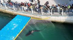 El tiburón Bukangi sigue sin llegar a mar abierto y vuelve a rondar el canal de Busan