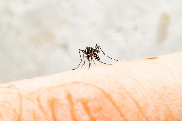 China impone medidas drásticas para controlar brote de chikungunya