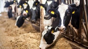 Estudio revela que dietas de maíz para vacas afectan la calidad del queso