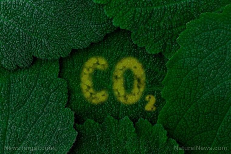 CO2 impulsa una revolución en la agricultura en invernaderos y descentraliza el suministro de alimentos