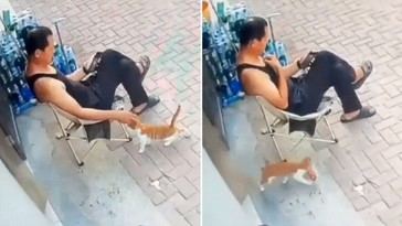 Gato engaña a dueño y roba comida de tienda en China