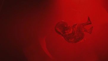 Desarrollan dispositivo que permite mantener un útero vivo fuera del cuerpo humano