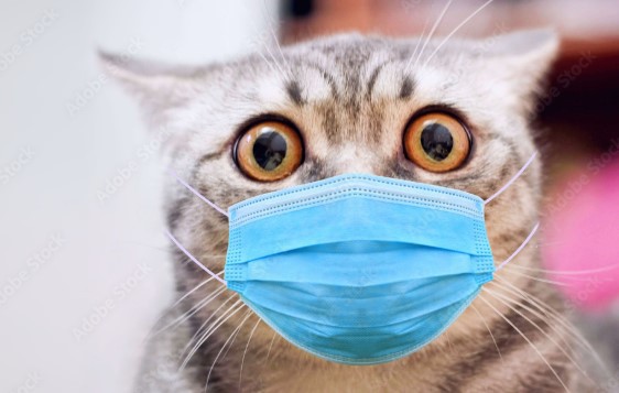 Expertos piden vacunas urgentes contra la gripe felina ante riesgo de pandemia humana