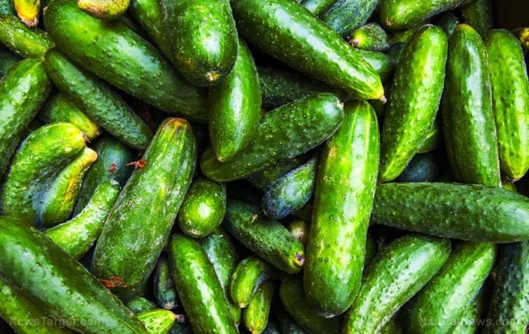 Cucumbers recalled nationwide tras brote de salmonela que afecta a 37 personas en EE. UU