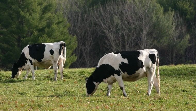 Crisis en Dinamarca: ganado muere tras uso de inhibidor de metano impuesto por el gobierno