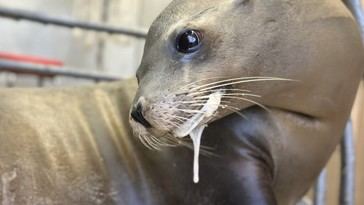 Aumenta el número de delfines varados y focas enfermas en California por algas tóxicas