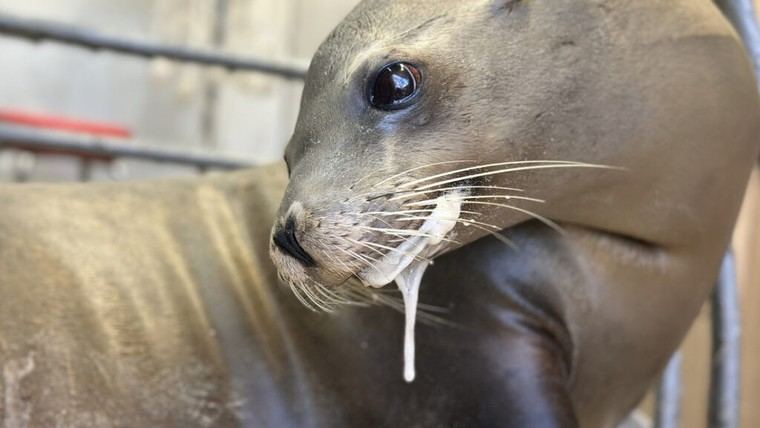 Aumenta el número de delfines varados y focas enfermas en California por algas tóxicas