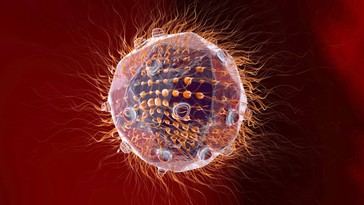 Descubren un virus gigante inusual que se replica de forma única