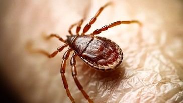 Detectan enfermedad de garrapatas en Nueva York, sorprende a médicos