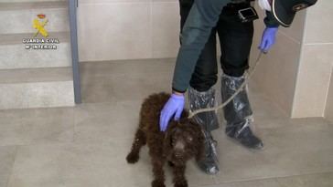 Extraditan a criador de perros desde Venezuela tras huir de la justicia en España