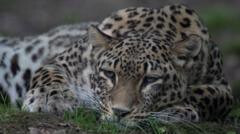 Muere una cuidadora tras ser atacada por leopardos en un parque de Países Bajos
