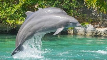 Nueve delfines enfermos permanecen en cautiverio en México a pesar de la nueva ley