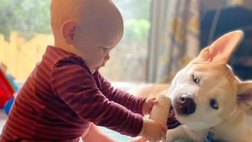 Los perros en casa podrían reducir el riesgo de asma en bebés