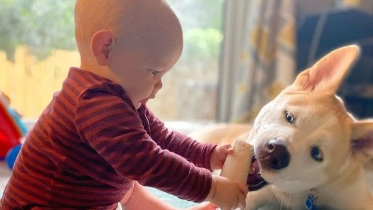 Los perros en casa podrían reducir el riesgo de asma en bebés