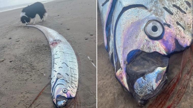 Hallan un raro pez remo en una playa de Tasmania